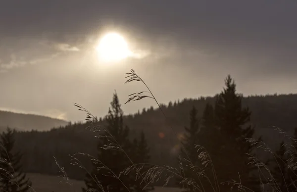 Cypress Hills Alberta Saskatchewan — Stock fotografie