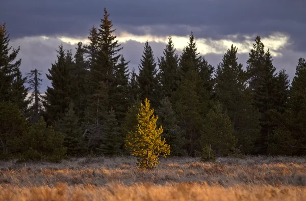 Cypress Hills Alberta Saskatchewan — Foto Stock