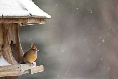 Cardinal adlı kuş Besleyici