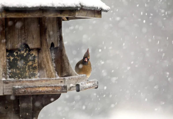 Cardinal at Bird Feeder — Stock Photo, Image