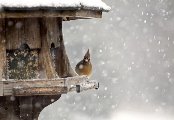 Cardenal en alimentador de aves — Foto de Stock