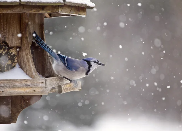 Blue Jay a Bird Feeder Inverno — Foto Stock