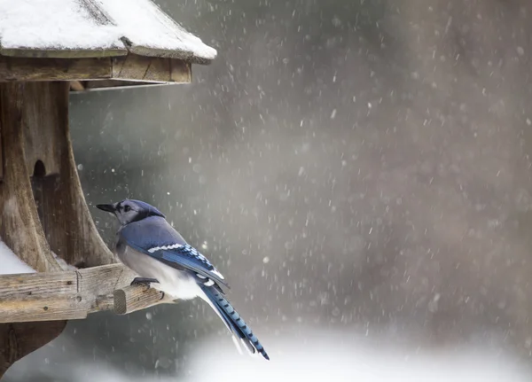 Blue Jay a Bird Feeder Inverno — Foto Stock