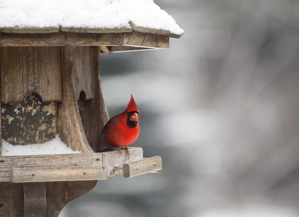 Cardinale a Bird Feeder — Foto Stock