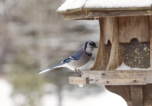 Блакитна Сойка взимку Годівниці для птахів — стокове фото