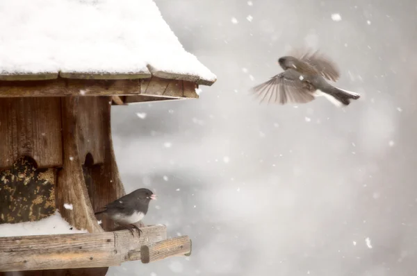 Uccelli al feeder in inverno — Foto Stock