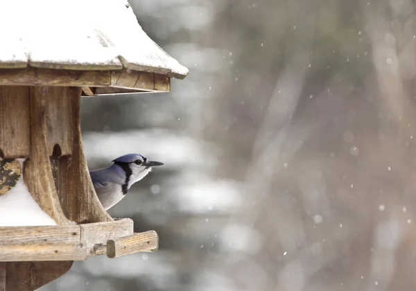 Blue Jay at Bird Feeder Winter — Stock Photo, Image