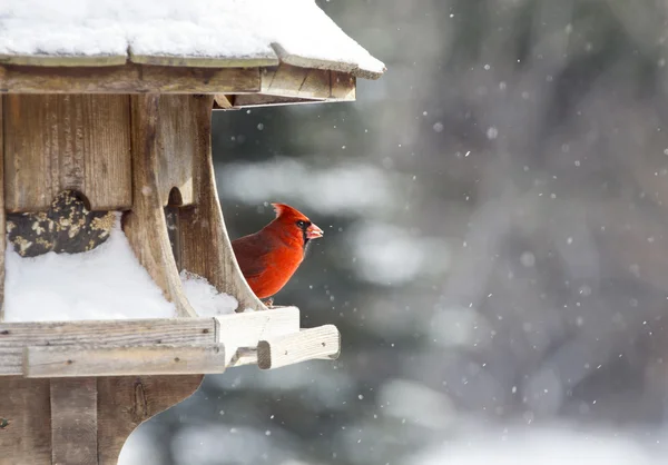 Cardinale a Bird Feeder — Foto Stock