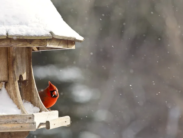 Cardinale a Bird Feeder — Foto Stock