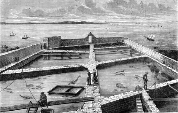 The former fish farm at Concarneau, vintage engraving. — 스톡 사진