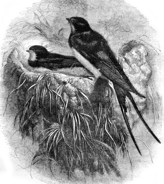 Swallow en zijn nest, vintage gravure. — Stockfoto