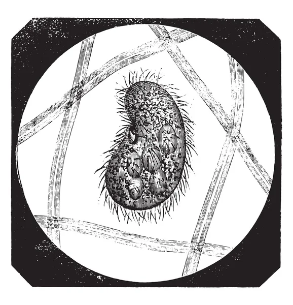 Colpoda cucullus, gravure vintage . — Image vectorielle