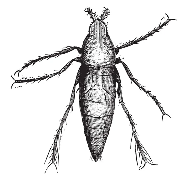 Chiggers samec, zvětšený 50 krát, ročník vyrytý. — Stockový vektor