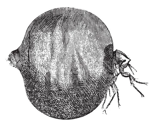 Chigoe Flea, ročník vyřezávání. — Stockový vektor