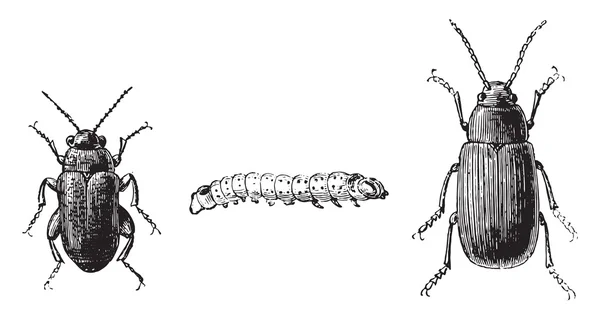 Fig 1,2. Escarabajo de pulgas con pies negros, Fig 3. Escarabajo pulga de col — Vector de stock