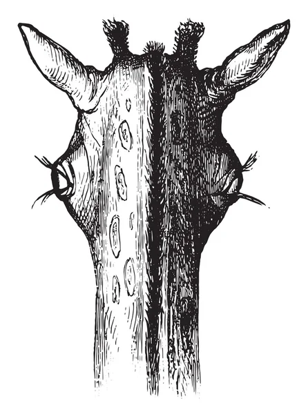 长颈鹿的眼睛, 老式的雕刻. — 图库矢量图片