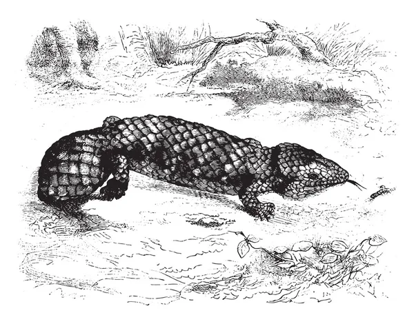 Natuurhistorisch Museum van Parijs, Tiliqua rugosa, vintage engravi — Stockvector