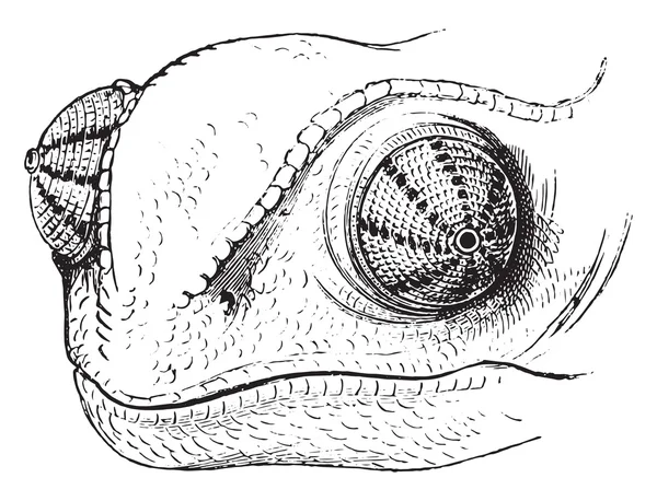 Ojo del camaleón, grabado vintage . — Archivo Imágenes Vectoriales