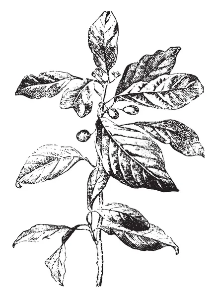 Argousier ou rhamnus, gravure vintage . — Image vectorielle