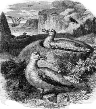 Albatros and its nest, vintage engraving.