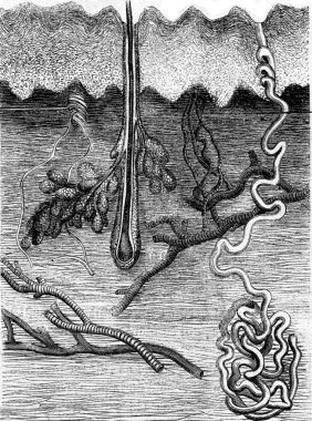 Kesme insan derisi, vintage gravür.