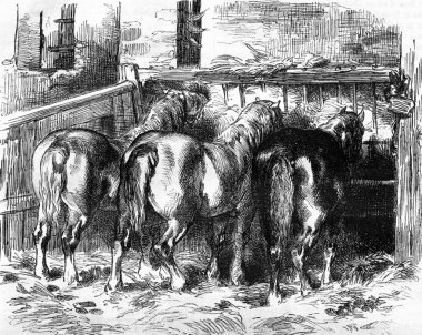 Percheron horses in the stable, vintage engraving. clipart
