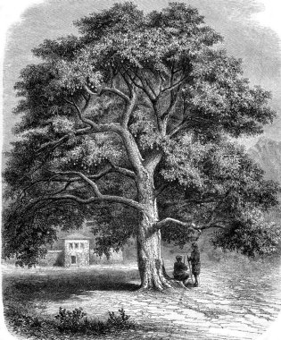 Gigantic sycamore to Canossa in Dalmatia, vintage engraving.