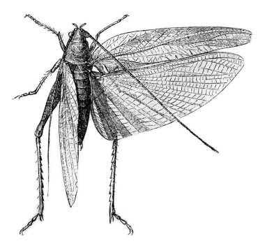 Green grasshopper, vintage engraving.