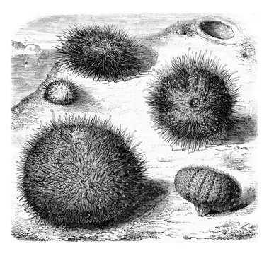Common sea urchin, vintage engraving.