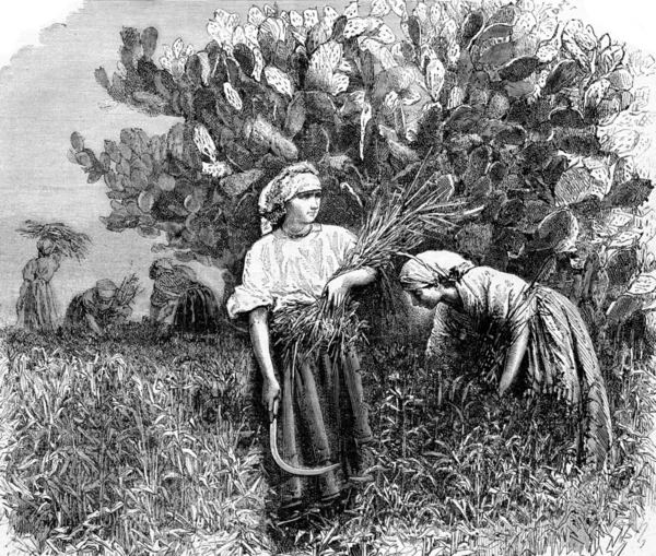 Harvest in the cactus, vintage engraving. — Stock Photo, Image