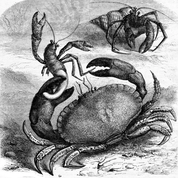 Edible crab devouring a corpse Bernard the hermit of his shell, — Stock Photo, Image