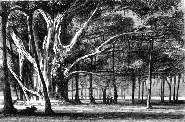 乘以树干，加尔各答植物园，复古 — 图库照片