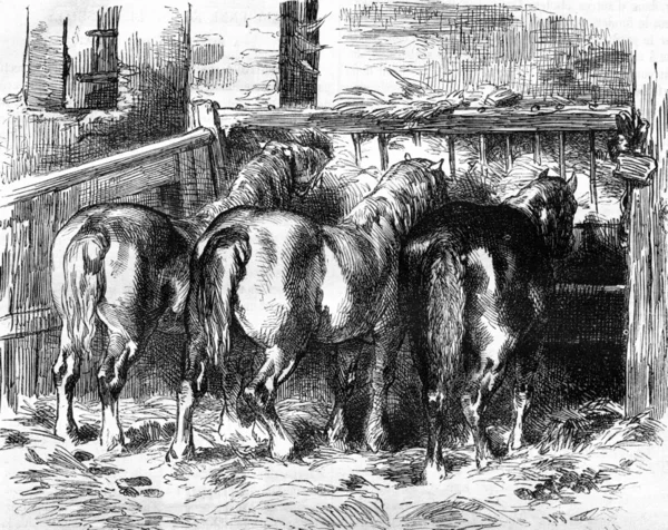 Percheron horses in the stable, vintage engraving. — Stock Photo, Image