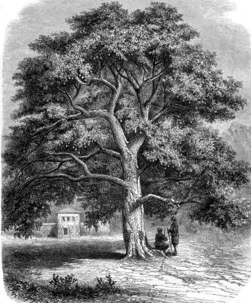 Gigantic sycamore to Canossa in Dalmatia, vintage engraving. — 图库照片