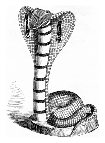 Serpent à lunettes, On après une statuette indienne, engrav vintage — Photo