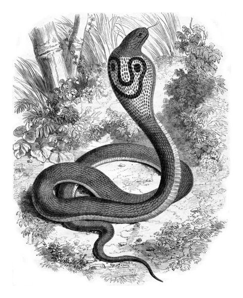 Snake with glasses, Naja tripudians — 스톡 사진