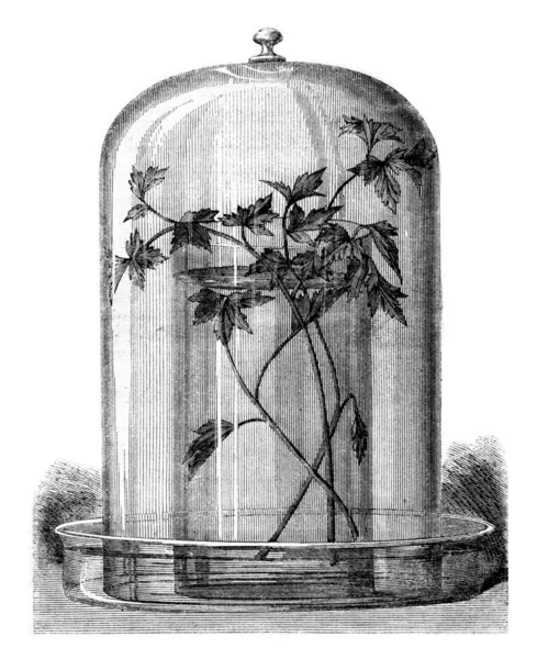 Aquarium for the study of diatomaceous, vintage engraving. — Stock Photo, Image