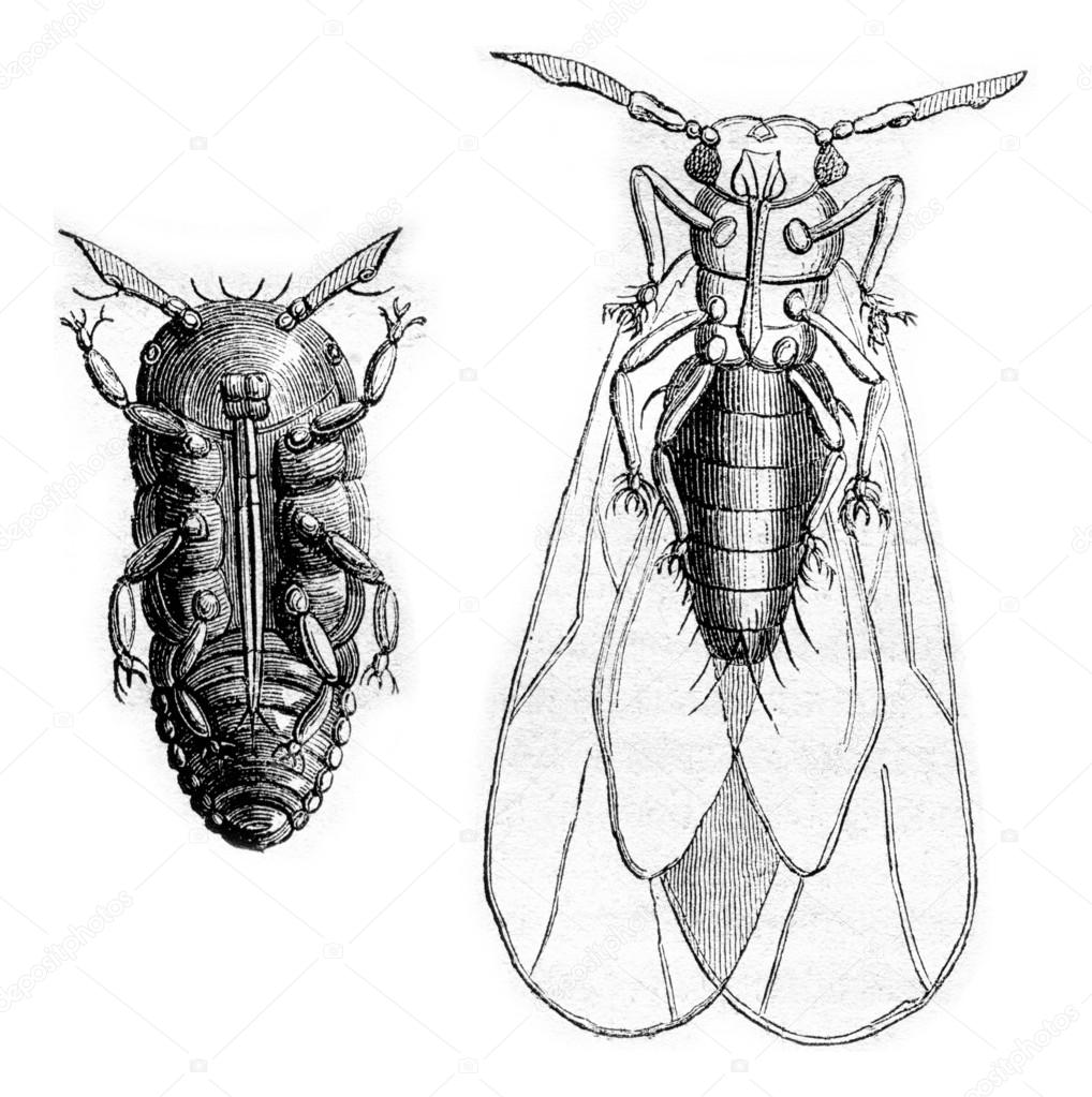 Phylloxera vastatrix wingless, Phylloxera vastatrix wing, vintag