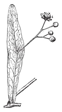 Büyük bract, vintage gravür.