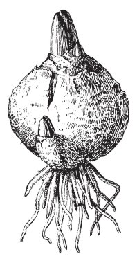 Ampul, vintage oyma.