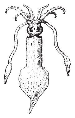 Squid, vintage engraving.