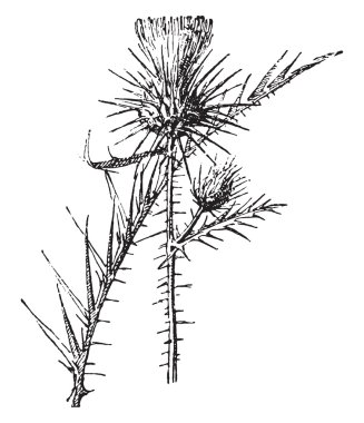 Cardoon, vintage engraving.