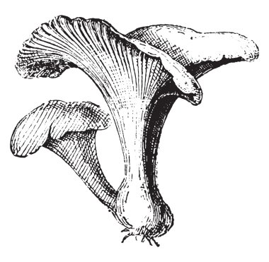 Cantharellus cibarius, vintage oyma.