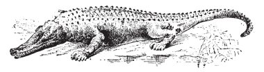 Caiman, vintage gravür.