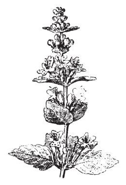 Calamintha, vintage gravür. 