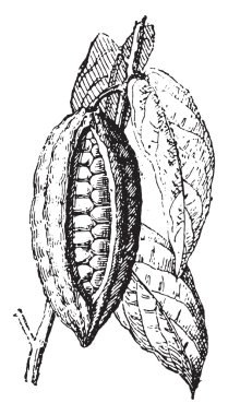 Kakao veya Kakao, vintage gravür.