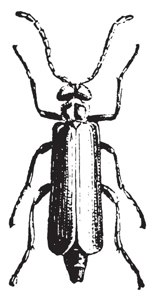 Mosca española, grabado vintage . — Vector de stock