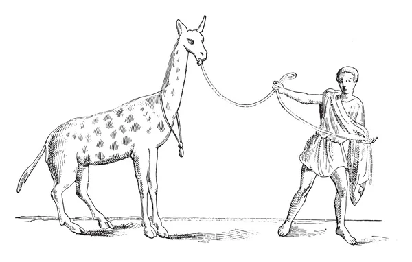 Жираф приручен, винтажная гравировка . — стоковый вектор