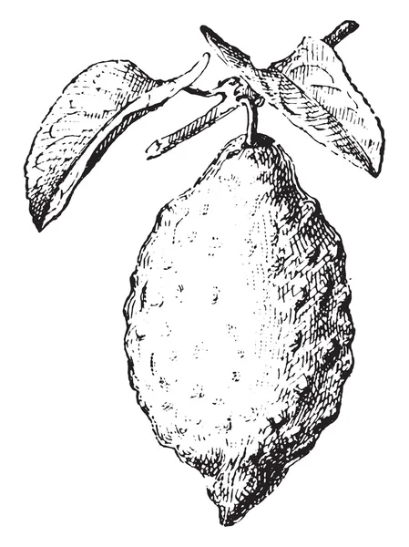 Citron, vintage oyma.