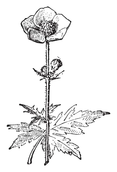 Boutons d'or ou ranunculus, gravure vintage . — Image vectorielle